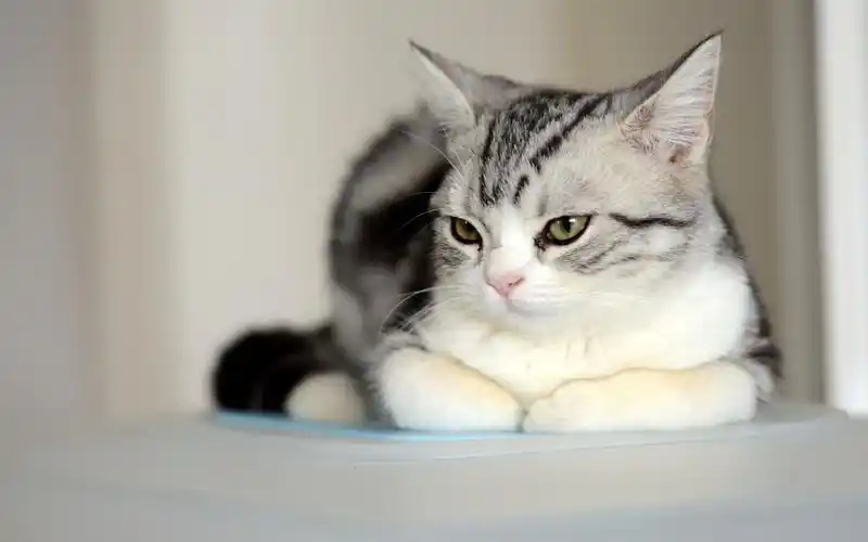 猫咪,动物,可爱美女,猫咪,动物,可爱,电脑壁纸,壁纸可爱的猫咪