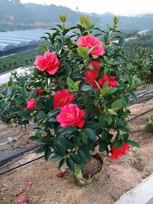 2112基地批发 供应 四季茶花 红山茶 05-2.5米高袋苗盆栽四季开花