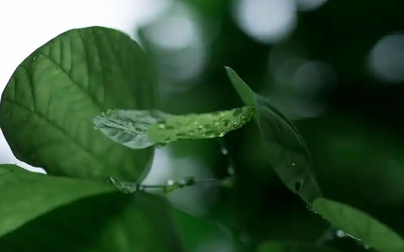 绿色护眼植物唯美高清桌面壁纸