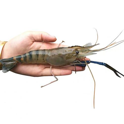 成都海鲜鲜活罗氏虾大头虾淡水虾活虾沼虾满2份三环内包闪送500g