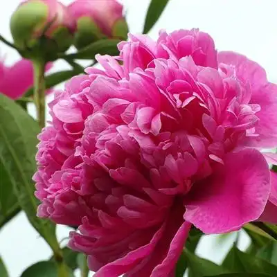 牡丹花头像娇艳迷人的牡丹花图片