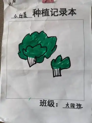 你看这是我们记录的小白菜儿的生长情况!
