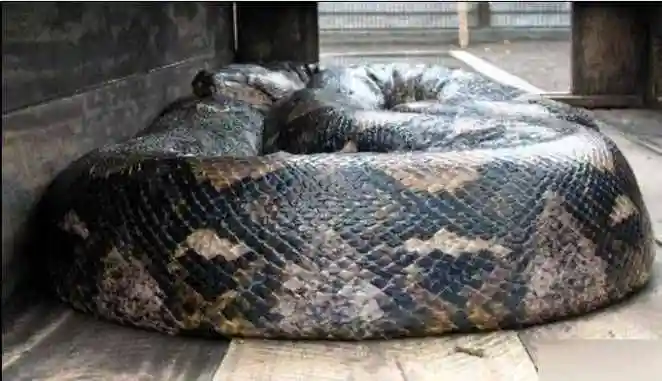 四川挖出50米大蟒蛇世界上最大的蛇四川发现据说有55米罕见巨蟒