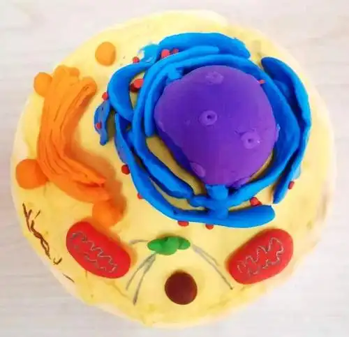 利用超轻粘土,橡皮泥,线绳,铁丝,纸盒等材料,亲手完成了模型的建构