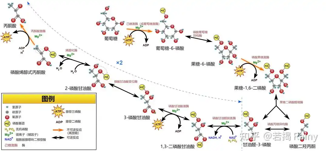 2.2 生物能量系统 - 糖酵解(1)