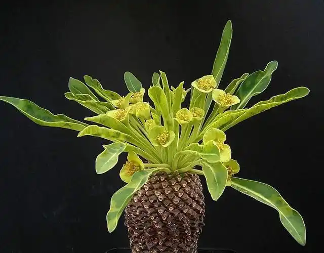 苏铁大戟(植物)_技点百科