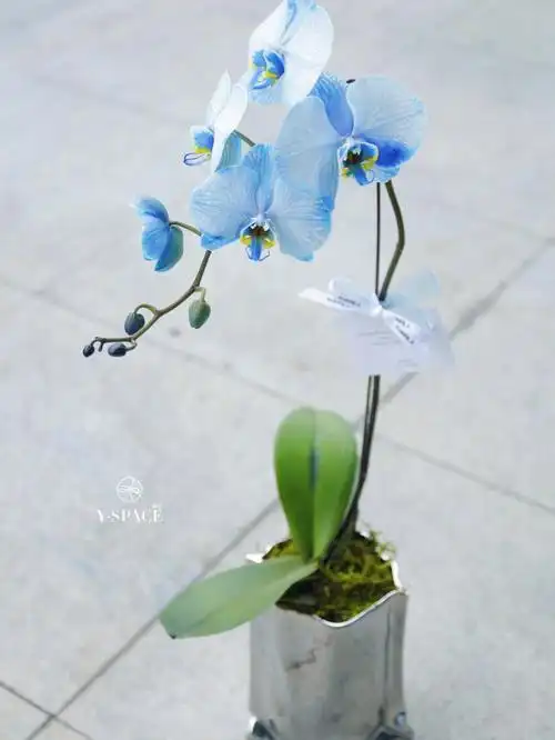 蓝色蝴蝶兰/宁波花店