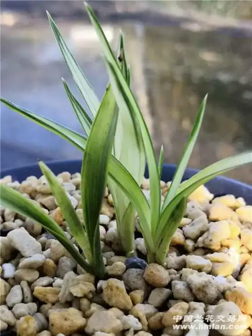 绿帽中透春兰 - 中国兰花交易网