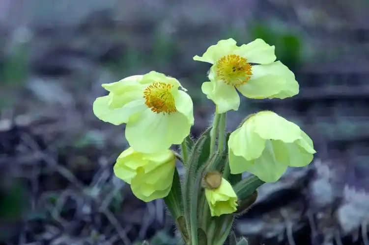 l离天堂最近的花绿绒蒿