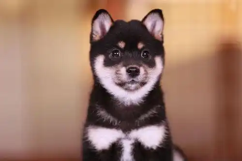 表情包柴犬,有人喜欢黑柴吗