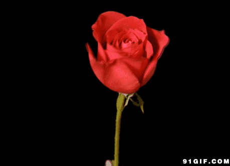 459_331gif 动态图 动图