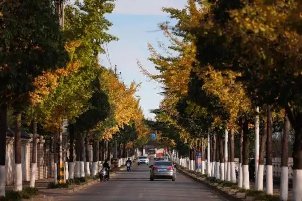 湖北南漳:初冬银杏洒满金