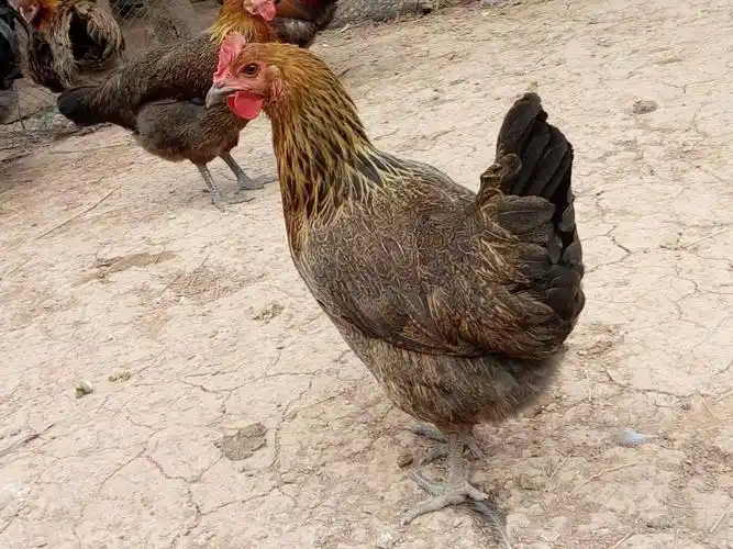 正宗瑶鸡苗 黑脚鸡苗 黑瑶鸡红瑶鸡苗 活体活苗