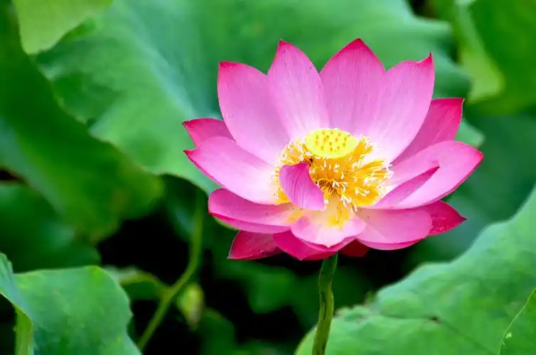 2020圆明园荷花季(一)荷艳花红