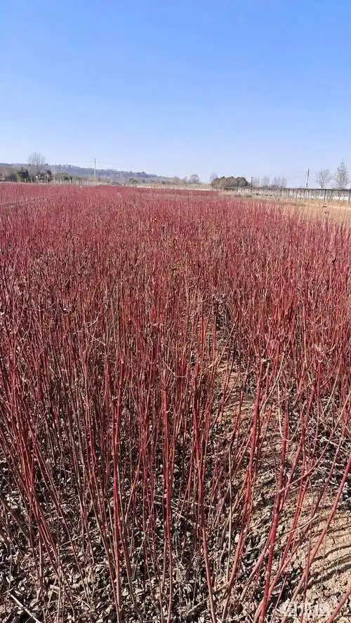 高度70厘米柽柳