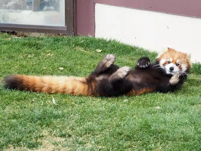 五短身材的小熊猫卖萌,你说我怎么就看不够呢!