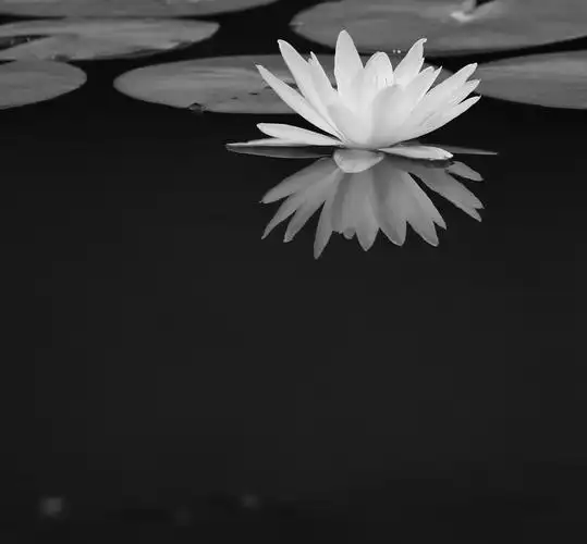 黑白色莲花有更深的联想