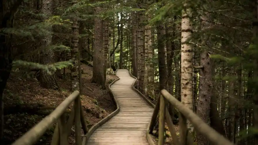 win10主题自然森林大树木栈道小路4k风景壁纸_4k风景图片高清壁纸
