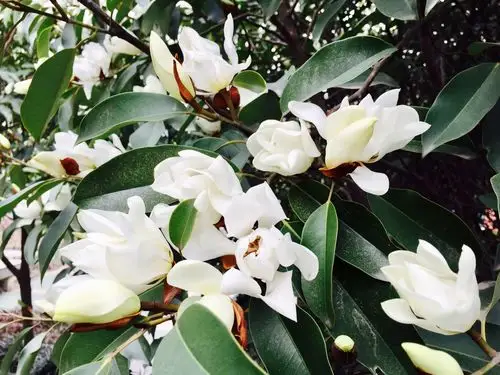 西京学院含笑树,花香扑面最怡人.(手机拍摄)