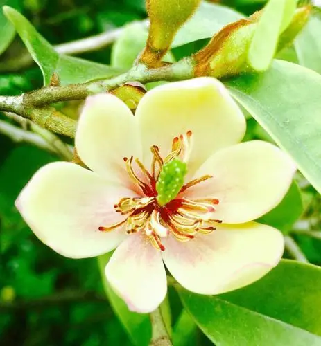 绿色植物花语(绿色植物的花语怎么写)