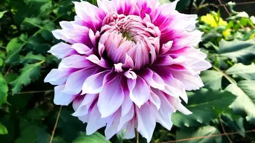 盘点世界上最美的六种花,每一种都惊艳了时光!