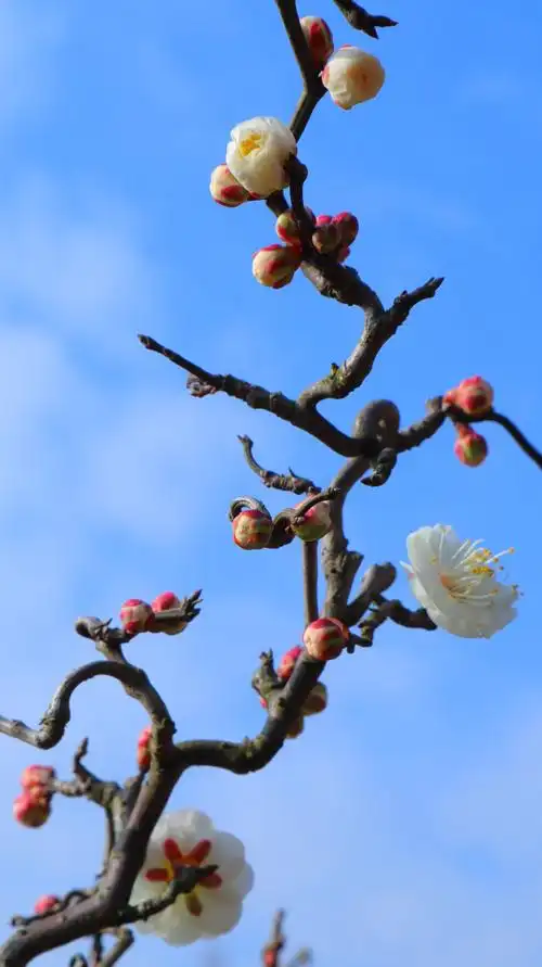其它 打油四首@龙游梅 写美篇其二 枝头梅花纷纷开 惹得蜜蜂翩翩来 为