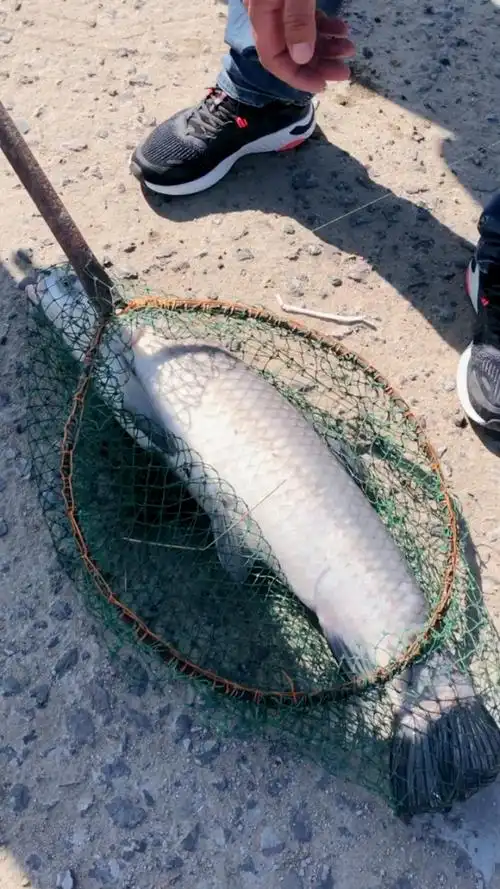 又钓到一条大鱼96