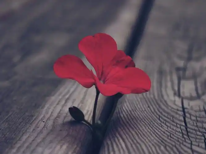 花朵,木板,生命力,唯美,意境,花朵壁纸图片