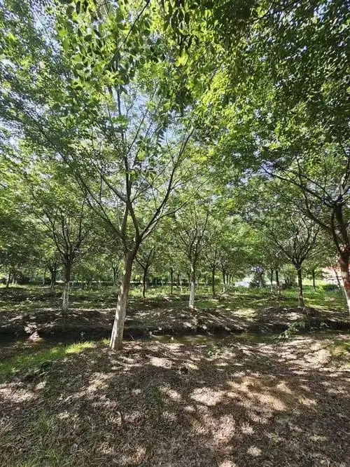 朴树,作为一种植物和一位音乐人的名字,存在两种截然不同的含义.