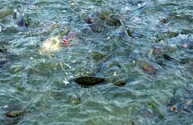 养殖罗非鱼对于池塘有什么要求,如何高密度养殖罗非鱼?