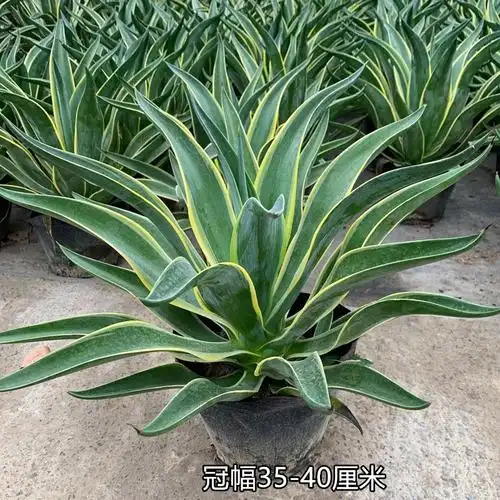 金边龙舌兰(一盆) 不含盆【图片 价格 品牌 报价】-京东