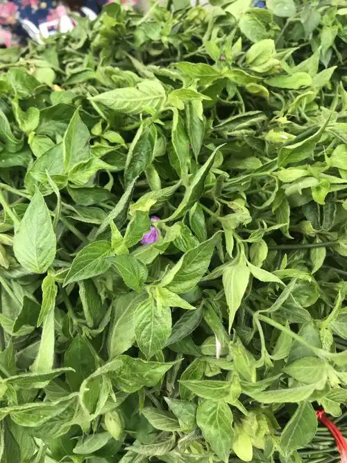 这也叫红蓝草,不过染出来的颜色是金鱼红.