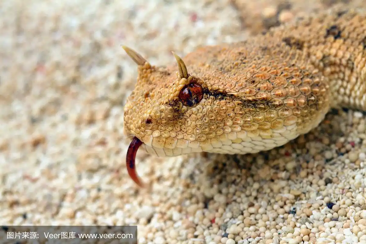 沙漠中有角的毒蛇