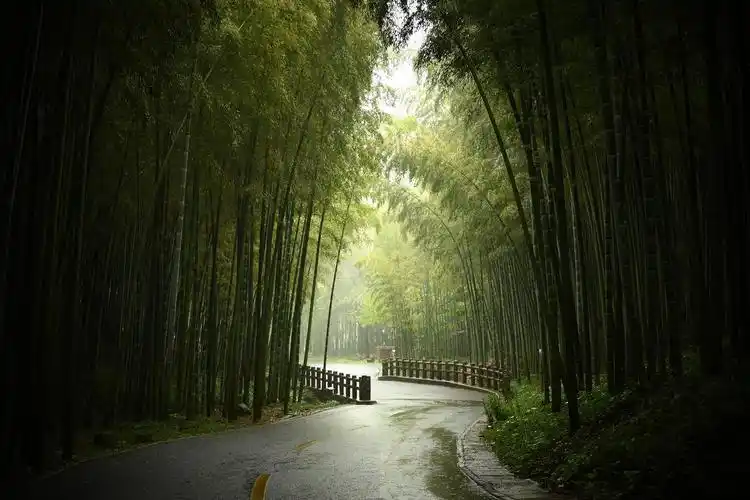 小竹林如何长出大产业