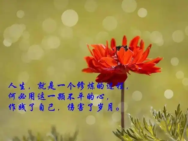 深入人心的感情句子(最触动人心的情感文案)