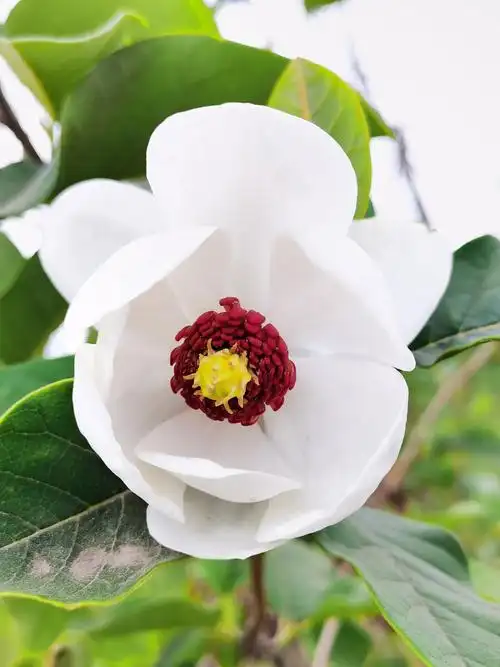 淡淡幽香随风拂面而来天女木兰花盛开