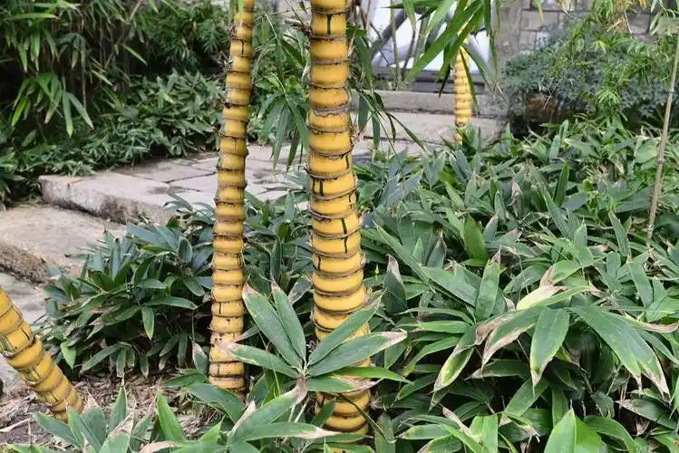 我见到的山东本土植物和园林栽培植物(207)大佛肚竹(栽培)