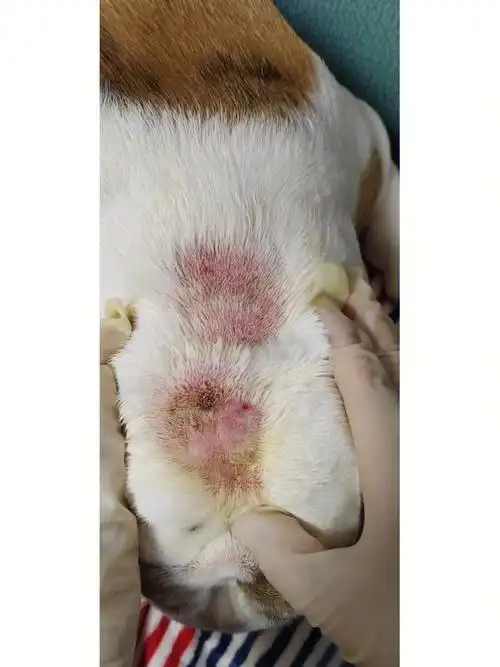 狗狗皮肤病