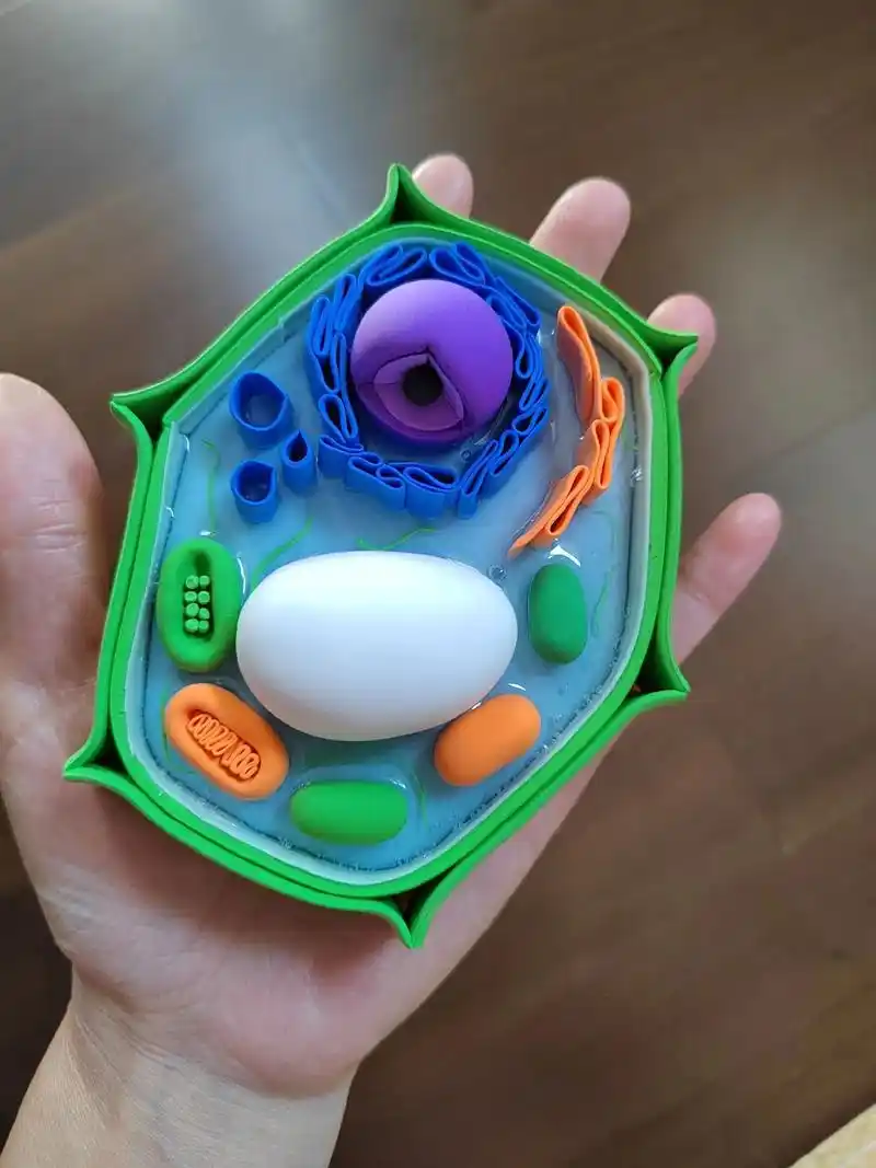 初一植物细胞模型制作橡皮泥 - 抖音