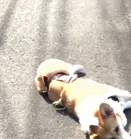 狗打滚耍赖熊孩子都不如我