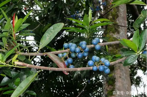 【加工】食用部位为圆果杜英的成熟果实.