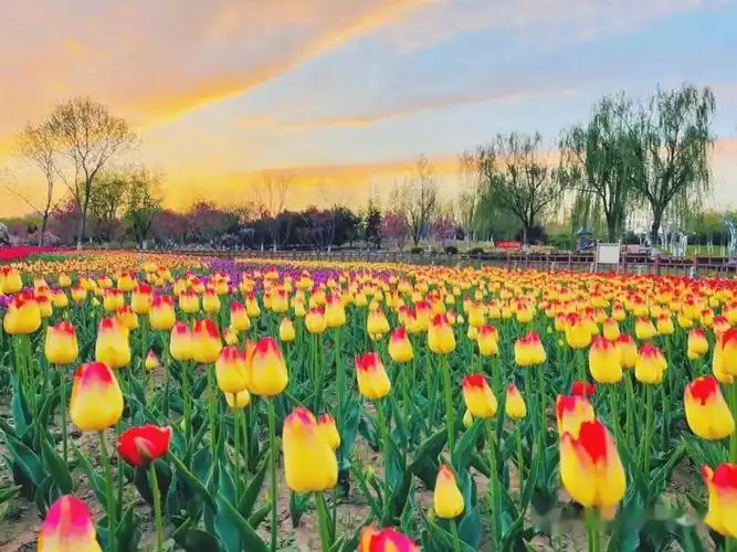 7万余株郁金香花开正艳!房山这处免费公园等你来_长阳