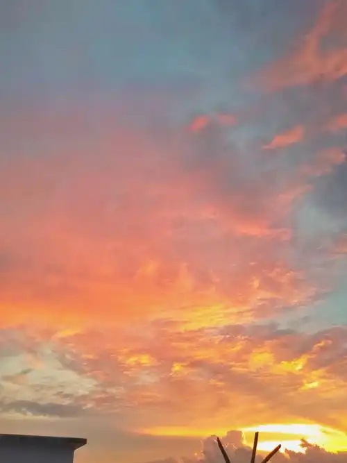 夕阳很美 - 地里黄的小白菜