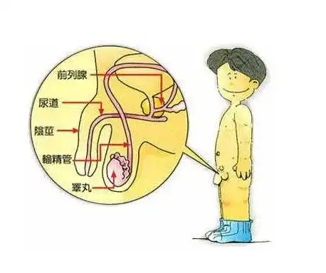 男人必知:成熟男性的阴茎大小