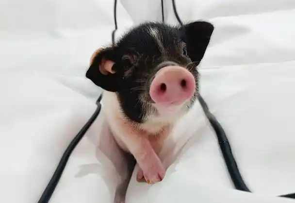 高萌来袭,治愈满满,在虹口花式撸宠!