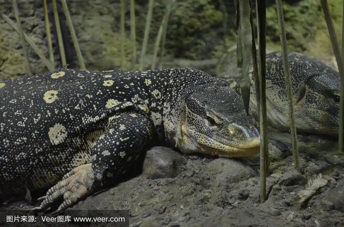 华丽的尼罗河监控