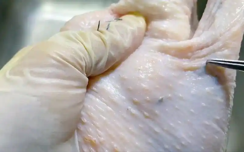 活动  天哪!拔鸡毛感觉很爽,我这是什么狗屁特殊爱好!