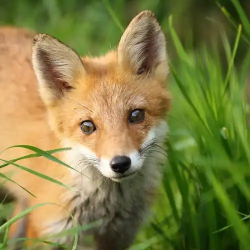 北海道户外摄影师她镜头下小狐狸各种可爱各好吸啊