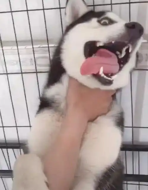 哈士奇被主人锁喉抱着视死如归的决心沙雕狗就是沙雕狗