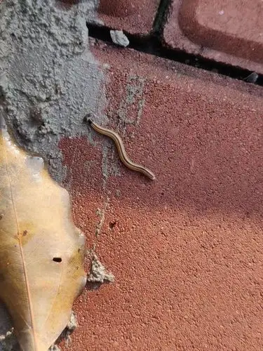 这是什么?虫子?